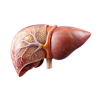 Liver Care
