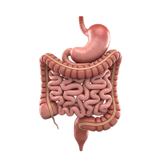 Digestive Care