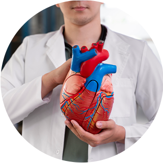 Heart & Circulation
