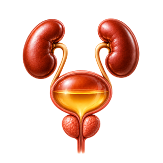 Urinary & Prostate Care